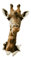 Girafe